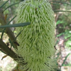 Banksia marginata (Silver Banksia) at Nurenmerenmong, NSW - 8 Jan 2011 by MB