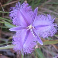 Thysanotus tuberosus subsp. tuberosus (Common Fringe-lily) at Kosciuszko National Park - 8 Jan 2011 by MB