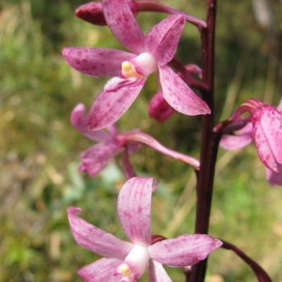 Dipodium roseum (Rosy Hyacinth Orchid) at Nurenmerenmong, NSW - 8 Jan 2011 by MB