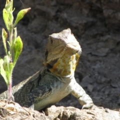 Intellagama lesueurii howittii (Gippsland Water Dragon) at Kosciuszko National Park - 27 Mar 2011 by MB