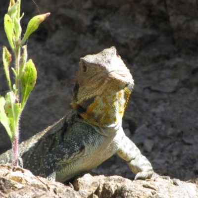 Intellagama lesueurii howittii (Gippsland Water Dragon) at Kosciuszko National Park - 27 Mar 2011 by MB