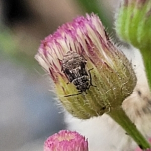 Nysius sp. (genus) at Whitlam, ACT - 10 Feb 2024