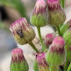 Nysius sp. (genus) at Whitlam, ACT - 10 Feb 2024