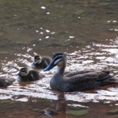 Anas superciliosa (Pacific Black Duck) at Nurenmerenmong, NSW - 7 Dec 2013 by MB