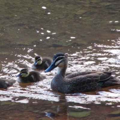 Anas superciliosa (Pacific Black Duck) at Kosciuszko National Park - 8 Dec 2013 by MB