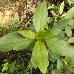 Hedycarya angustifolia (Austral Mulberry) at Twelve Mile Peg, NSW - 9 Feb 2024 by plants