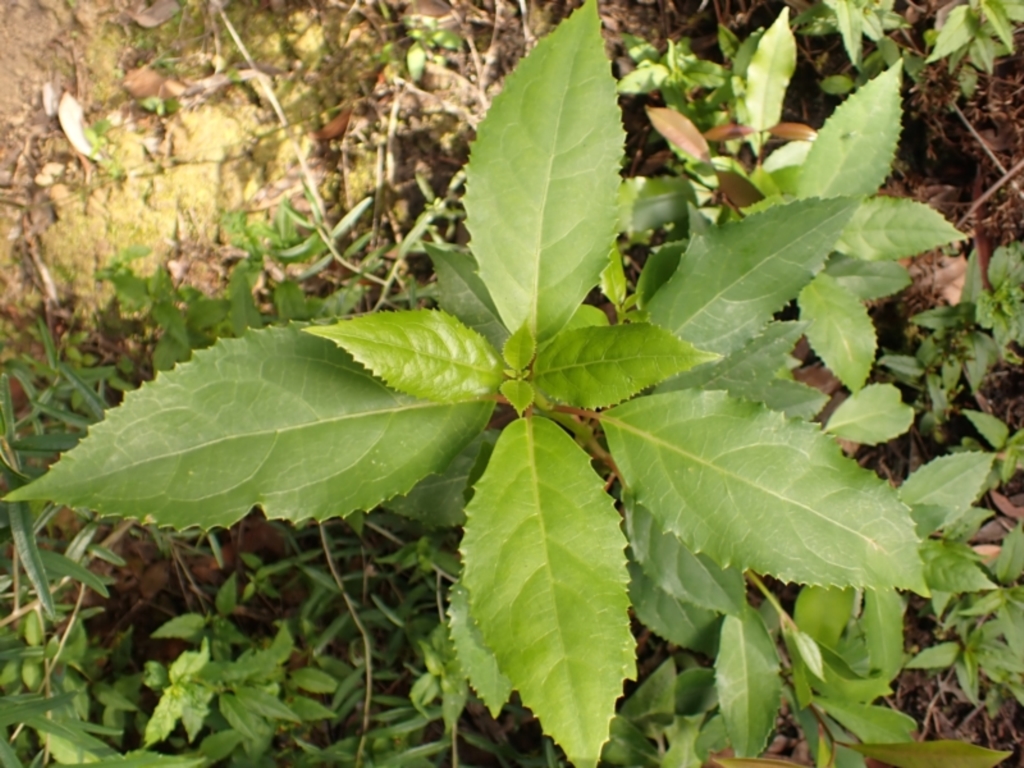 Hedycarya angustifolia at Morton National Park - 9 Feb 2024