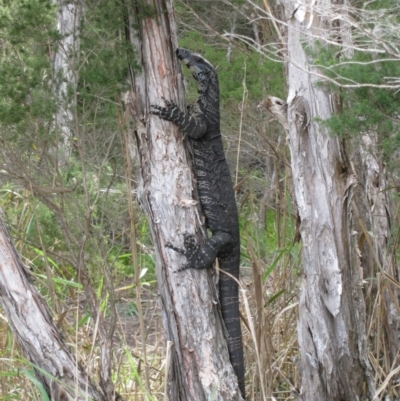 Varanus varius (Lace Monitor) at Croajingolong National Park - 9 Mar 2013 by MB