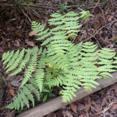 Histiopteris incisa (Bat's-Wing Fern) at Morton National Park - 8 Feb 2024 by plants