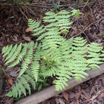 Histiopteris incisa (Bat's-Wing Fern) at Twelve Mile Peg, NSW - 9 Feb 2024 by plants