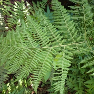 Hypolepis glandulifera (Downy Ground Fern) at Twelve Mile Peg, NSW - 9 Feb 2024 by plants