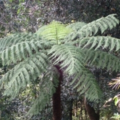 Cyathea australis subsp. australis (Rough Tree Fern) at Morton National Park - 8 Feb 2024 by plants