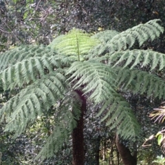 Cyathea australis subsp. australis (Rough Tree Fern) at Twelve Mile Peg, NSW - 8 Feb 2024 by plants