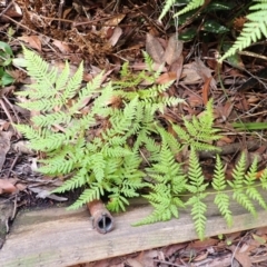 Pteris tremula (Tender Brake) at Twelve Mile Peg, NSW - 9 Feb 2024 by plants