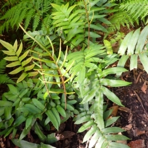 Blechnum wattsii at Morton National Park - 9 Feb 2024