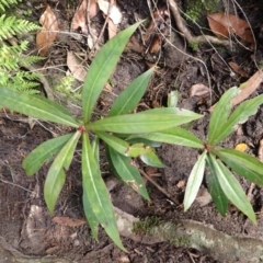 Tasmannia insipida (Brush Pepperbush, Dorrigo Pepper) at Twelve Mile Peg, NSW - 9 Feb 2024 by plants