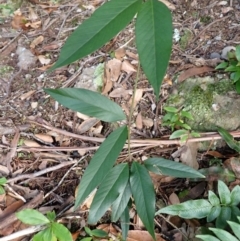 Parsonsia brownii (Mountain Silkpod) at Twelve Mile Peg, NSW - 9 Feb 2024 by plants