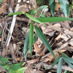 Parsonsia brownii at Morton National Park - 9 Feb 2024 07:38 AM