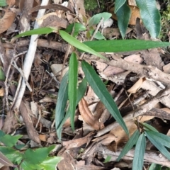 Parsonsia brownii at Morton National Park - 9 Feb 2024