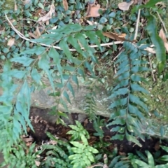 Asplenium polyodon (Willow Spleenwort) at Twelve Mile Peg, NSW - 8 Feb 2024 by plants
