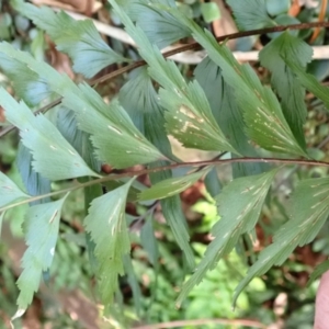 Asplenium polyodon at Morton National Park - 9 Feb 2024