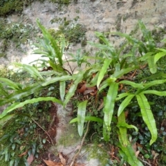 Microsorum pustulatum subsp. pustulatum (Kangaroo Fern) at Twelve Mile Peg, NSW - 8 Feb 2024 by plants