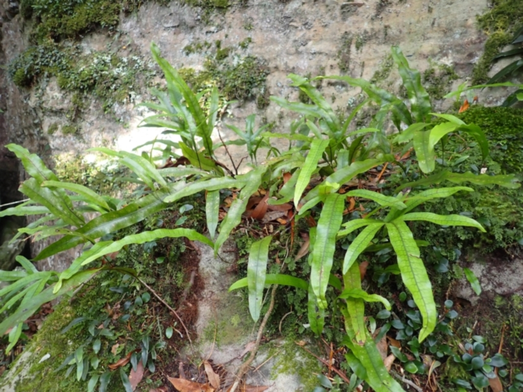 Microsorum pustulatum subsp. pustulatum at Morton National Park - 9 Feb 2024