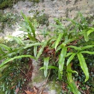 Microsorum pustulatum subsp. pustulatum at Morton National Park - 9 Feb 2024