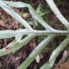 Microsorum pustulatum subsp. pustulatum at Morton National Park - 9 Feb 2024