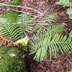 Blechnum cartilagineum (Gristle Fern) at Twelve Mile Peg, NSW - 9 Feb 2024 by plants