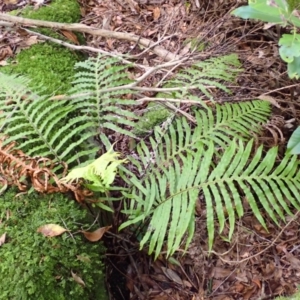 Blechnum cartilagineum at Morton National Park - 9 Feb 2024