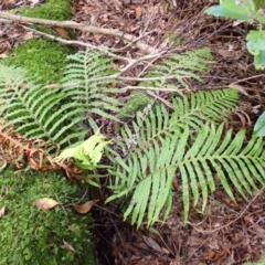 Blechnum cartilagineum (Gristle Fern) at Morton National Park - 8 Feb 2024 by plants