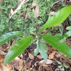 Asplenium australasicum (Bird's Nest Fern, Crow's Nest Fern) at Twelve Mile Peg, NSW - 9 Feb 2024 by plants