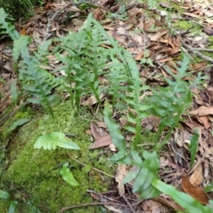 Microsorum scandens (Fragrant Fern) at Twelve Mile Peg, NSW - 8 Feb 2024 by plants