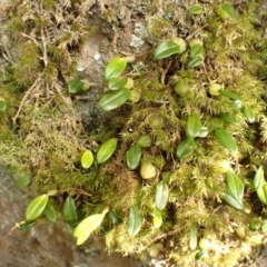 Bulbophyllum exiguum (Tiny Strand Orchid) at Twelve Mile Peg, NSW - 9 Feb 2024 by plants