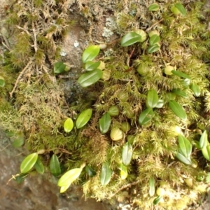 Bulbophyllum exiguum at Morton National Park - 9 Feb 2024