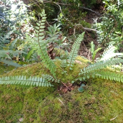 Pellaea nana (Dwarf Sickle Fern) at Twelve Mile Peg, NSW - 8 Feb 2024 by plants