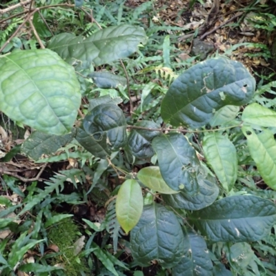 Palmeria scandens (Anchor Vine, Pomegranate Vine) at Twelve Mile Peg, NSW - 9 Feb 2024 by plants