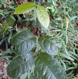 Palmeria scandens at Morton National Park - 9 Feb 2024