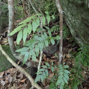 Arthropteris tenella at Morton National Park - 9 Feb 2024