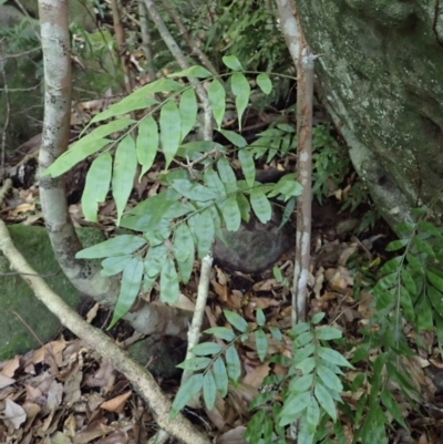 Arthropteris tenella (Climbing Fern) at Morton National Park - 8 Feb 2024 by plants