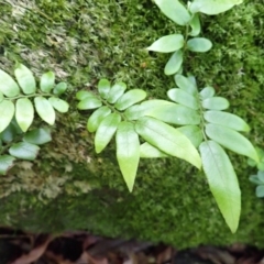 Arthropteris tenella at Morton National Park - 9 Feb 2024 08:05 AM