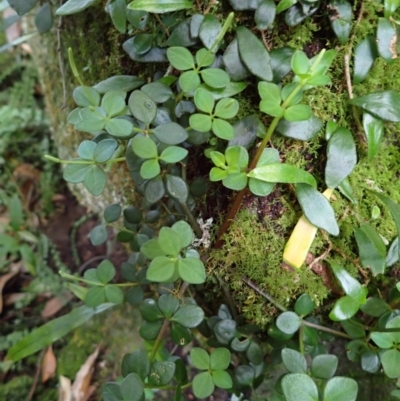 Peperomia tetraphylla (Four-leaved Peperomia) at Twelve Mile Peg, NSW - 8 Feb 2024 by plants