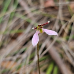 Eriochilus cucullatus at QPRC LGA - suppressed