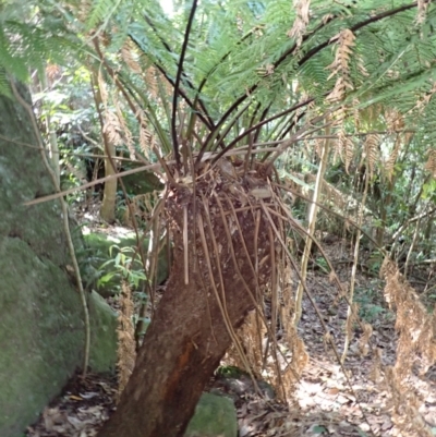 Dicksonia antarctica (Soft Treefern) at Twelve Mile Peg, NSW - 9 Feb 2024 by plants