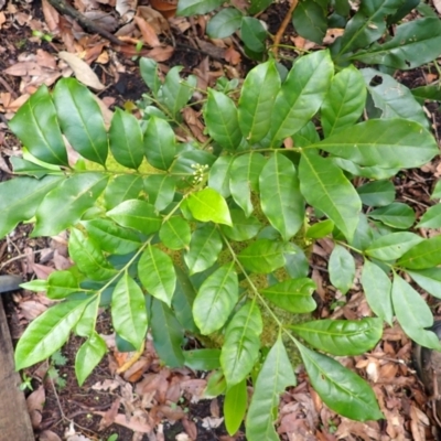 Synoum glandulosum subsp. glandulosum (Scentless Rosewood) at Twelve Mile Peg, NSW - 9 Feb 2024 by plants
