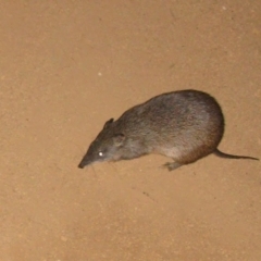 Isoodon obesulus nauticus (Southern Brown Bandicoot) at Mount Cooke, WA - 31 Aug 2009 by MB