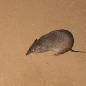 Isoodon obesulus nauticus at Mount Cooke, WA - suppressed