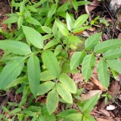 Polyscias murrayi (Pencil Cedar) at Twelve Mile Peg, NSW - 9 Feb 2024 by plants