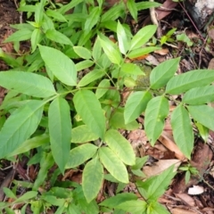 Polyscias murrayi (Pencil Cedar) at Morton National Park - 8 Feb 2024 by plants